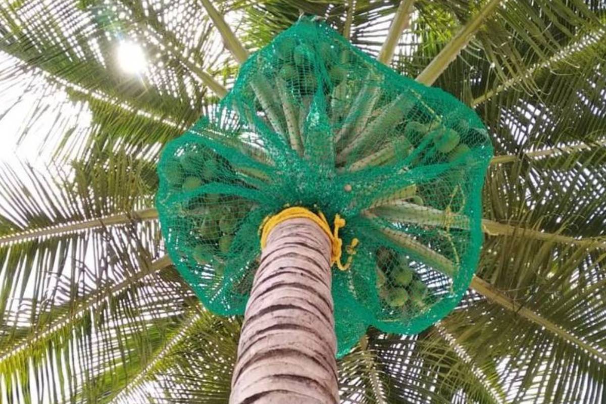 Coconut Safety Nets