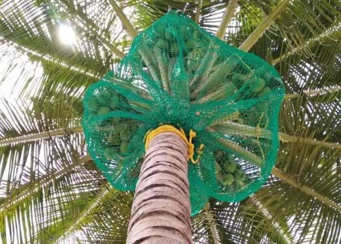 Coconut Safety Nets